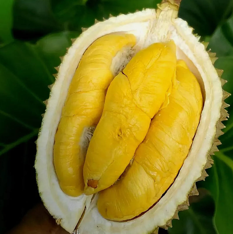 Durian Monthong (Whole) 1 x 26.23lbs - AfroAsiaa