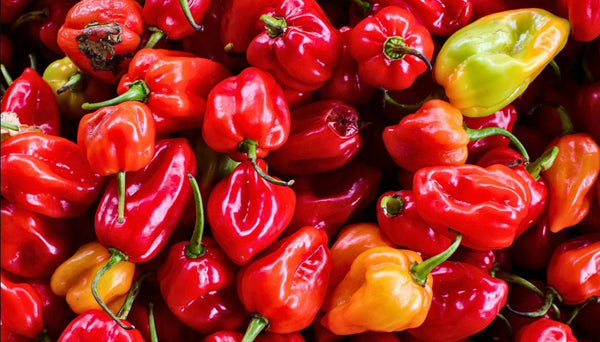 Fresh Red Hot Pepper - AfroAsiaa