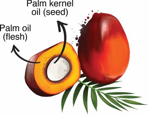 Kernel Palm Oil - AfroAsiaa